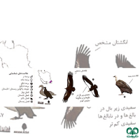 گونه دال پشت سفید White-rumped Vulture